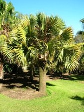 Sabal domingensis palm for sale  Fort Pierce