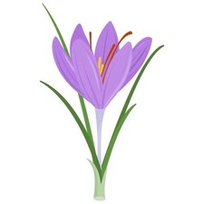 Saffron sativus crocus for sale  Stevens