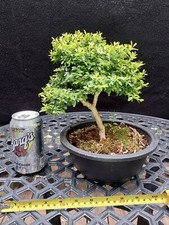 Kingsville boxwood shohin for sale  Minnetonka