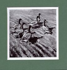 Peter scott pinkfeet for sale  SPALDING