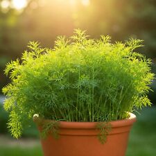 800 dill seeds for sale  Greenville
