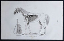 1882 horse respirator d'occasion  Expédié en Belgium