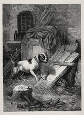 Cachorro Staffordshire Bull Terrier Versus gato mal-humorado, impressão de gravura antiga da década de 1870 comprar usado  Enviando para Brazil