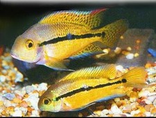 Nicaraguense cichlid 1.5 for sale  Wimauma