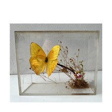 Vintage butterfly taxidermy for sale  Los Angeles