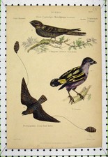 Original Antigo Estampa Chupador de Cabra Javanicus Chupador de Cabra C1860 Pássaros Lowry comprar usado  Enviando para Brazil