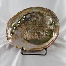 Large natural abalone for sale  Denver
