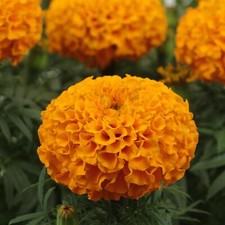 Perfect plants african for sale  HAILSHAM