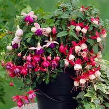 Fuchsia garden ready for sale  UK