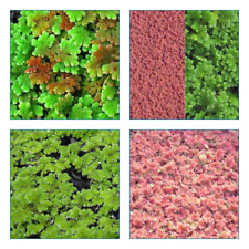 Azolla plante flottante d'occasion  Krautergersheim