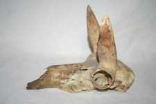 Vtg pronghorn antelope for sale  USA