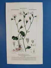 Botanica sassifragacee sassifr usato  Vertemate con Minoprio