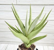 bagging plant for sale bagging plant for sale Winchester