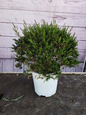 Chamelaucium wax flower for sale  HARLOW