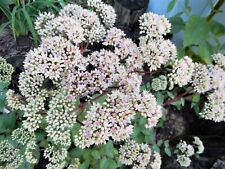 Matrona sedum deer for sale  Silver Spring