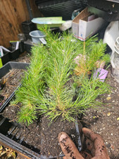 Pack live lodgepole for sale  Denver
