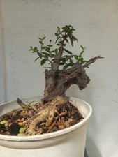 yamadori pino usato  Trani