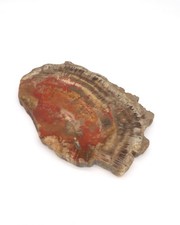 Polished red petrified for sale Polished red petrified for sale  Colorado Springs