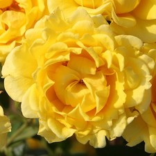 Patio rose yellow for sale  UK