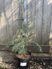 Deodar cedar blueish for sale  CHORLEY