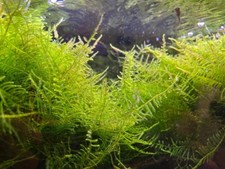 Cups aquarium live for sale  San Francisco