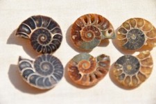 Lot ammonites desmoceras d'occasion  Pont-à-Mousson