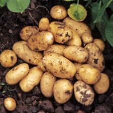 Seed potato pentland for sale  GLASGOW