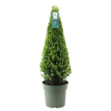 Stechpalme ilex pyramide gebraucht kaufen  Düsseldorf