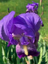 iris germanica usato iris germanica usato Vilminore di Scalve