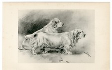 Clumber spaniel dogs for sale  COLEFORD
