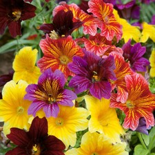 500 annual flower for sale  Saint Augustine
