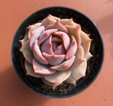 Echeveria pink diamond for sale  San Marcos