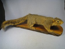 Vintage fox squirrel for sale  Eau Claire