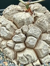 Dioscorea elephantipes specime for sale  Goleta
