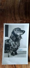 Hund 1954 verlag gebraucht kaufen  Dessau-Roßlau