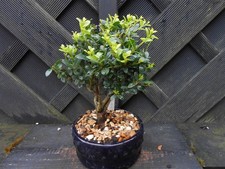 Bonsai japanese holly for sale  CANNOCK