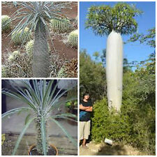 Semi pachypodium geayi usato  Nizza di Sicilia
