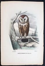Stampa antica civetta usato Stampa antica civetta usato  Roma