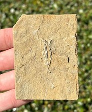 Fossil crinoid juvenile for sale  Coppell