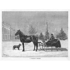 Canada canadian trotter for sale  GLASGOW