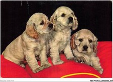 Akvp9 0697 chien d'occasion Akvp9 0697 chien d'occasion  France