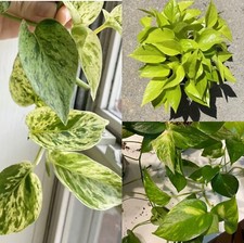 Pothos combo cuttings for sale  Bethlehem