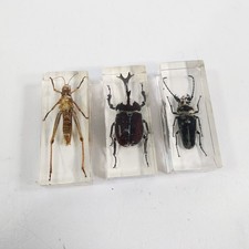 Bugs resin bundle for sale Bugs resin bundle for sale  LEEDS