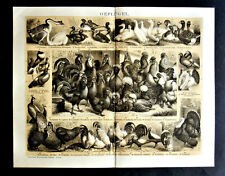 1894.old cromolitografia.polla usato  Pozzallo