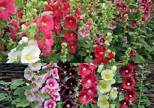 100 samen alcea gebraucht kaufen  Ludwigshafen am Rhein