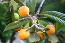 Eriobotrya japonica nespolo usato  Napoli