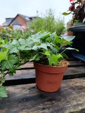 Hedera helix pittsburgh for sale  LARGS