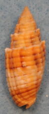 Mitra punticulata 35mm for sale  Villa Rica