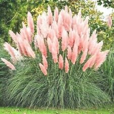 Pampas grass seeds for sale  OLDHAM