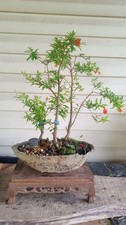Dwarf flowering pomegranate for sale  Strasburg